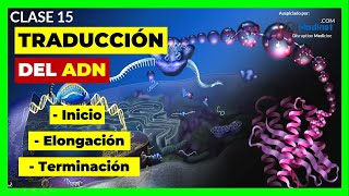 🔴 CLASE 15 El proceso de TRADUCCIÓN Etapas de la Síntesis de proteínas EXPLICADO 🧬 [upl. by Cohl]