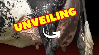 Girolando Cattle Everything You Need to Know [upl. by Eitsyrhc163]