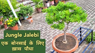 जंगल जलेबी प्लांट केयर How to care Pithecellobium dulce bonsai Best plant for bonsai [upl. by Mariken]