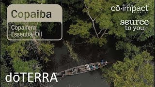 Copaiba Oil Day 2 Sourcing of Copaiba Essential Oil [upl. by Orsa]