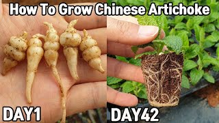 몸에 좋은 초석잠 키우기봄이왔다♥ㅣ How To Grow Chinese ArtichokeStachys affinis  Japanese Artichoke [upl. by Avin619]