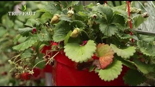 Lentretien des fraisiers après la plantation  Truffaut [upl. by Kirkpatrick]