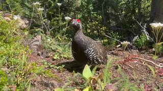 Spruce Grouse Calls male  Upclose in Banff National Park [upl. by Niamjneb]