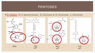 11 Biologically important trioses tetroses and pentoses SOME [upl. by Yaker]