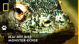 MAI MIT BISS  Die MonsterEchsen  National Geographic [upl. by Cannell493]