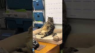 I am just lazy not fat 🐱the garfield   ytshorts catshorts catsviral youtubeshorts [upl. by Ecam351]