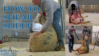 How to shear sheep  blow by blow [upl. by Bellda]