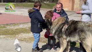 The Majestic Sarplaninac A Fascinating Guard Dog Breed [upl. by Magdalen]