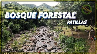 BOSQUE FORESTAL DE PATILLAS  PUERTO RICO [upl. by Toblat]