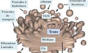 CYTOLOGIE LE SYSTÈME ENDOMEMBRANAIRE [upl. by Perlie]