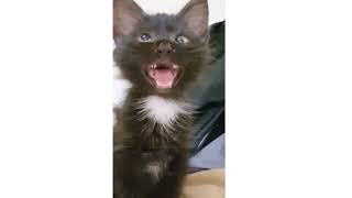 Cross Eyed Cat Meme  Viral Cat Saying Huh Meme 😺New Black Kitten Meme 😂Cat Haan Meme Orginal Video [upl. by Ikceb]