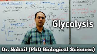 Reactions of Glycolysis  Cellular Respiration  11th Biology  MDCAT Biology  Dr Sohail [upl. by Ytsenoh]