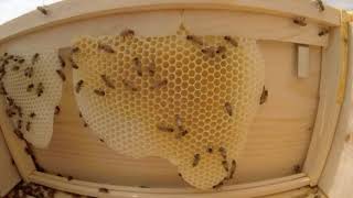 How bee building honeycomb  Timelapse of honeycomb being built [upl. by Alamak]