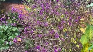 Bloomin marvellous winter colour including mahonia and callicarpa [upl. by Blakelee]