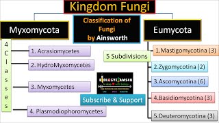 Ainsworth Classification of Fungi with Example  biologyexams4u [upl. by Primo]