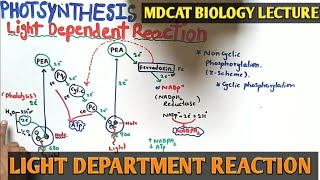 Light reaction of Photosynthesis  NMDCAT 2021  Cyclic and noncyclic photophosphorylation [upl. by Ahsinauq]