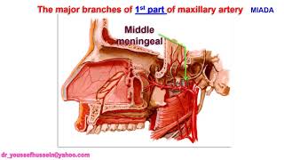 Maxillary artery and pterygoid venous plexus [upl. by Pasco205]