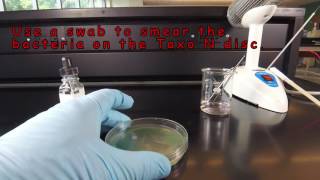 How to Perform an Oxidase Test  The Taxo N Disc Method [upl. by Colleen]