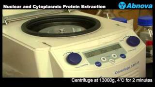 Nuclear and Cytoplasmic Protein Extraction [upl. by Meade298]