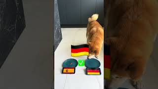 Dog Predicts EURO 2024 Champion France vs Portugal England Spain vs Germany Netherlands Turkey [upl. by Oicafinob]