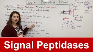 Signal Peptidases [upl. by Navak522]