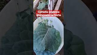 Salada orgânica de couve 🥬da horta em vaso shortvideo horticulture houseplants salada plants [upl. by Jasik403]