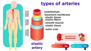 The Circulatory System Part 2 Blood Vessels [upl. by Pammy]