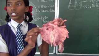 Human Respiration Part 2  Biology  How to teach respiration  Respiration demonstration live [upl. by Zerdna952]