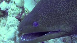 Giant moray  Murena gigante [upl. by Hardunn462]