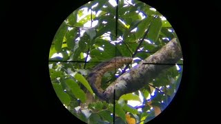 Biawak pohon legendaris VS slowmotion bajing [upl. by Marutani]