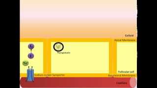 Thyroid Hormone Synthesis [upl. by Soraya]