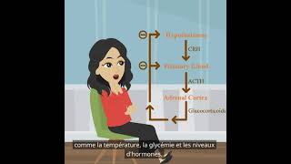 Psychologie de base  la fonction du système endocrinien [upl. by Wadsworth]