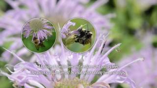 Monarda fistulosa Wild Bergamot [upl. by Ruhtua293]