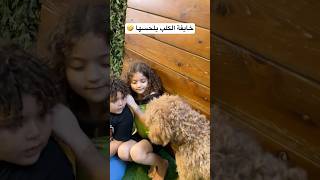 مخباية وراء علي😅 mariacataleya alidarwishofficial shortvideo doglife dogshorts [upl. by Eamon]