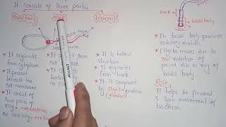 Structure Of Bacterial Flagellum Class 11 In Urdu Hindi [upl. by Isabel]