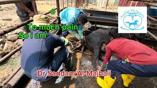 Why dystocia happen in cattle Dr Saddam [upl. by Amikehs]