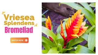 Vriesea Splendens Bromeliad  Flaming Sword Bromeliad  TinyLeaf [upl. by Auerbach699]