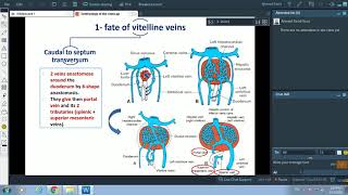 Development of veins  Dr Ahmed Farid [upl. by Ahsekam]