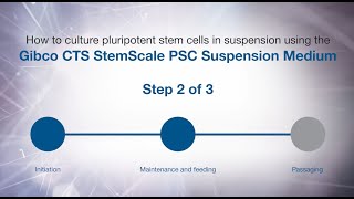 How to culture PSCs in suspension using Gibco CTS StemScale PSC Suspension Medium Maintenance [upl. by Freida]