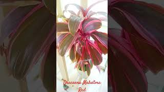 Dracaena Mahatma Red Plant indoor plant houseplant propagation gardening evergreen India shorts song [upl. by Donaugh270]