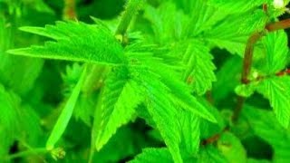 عشبة مكرمان  Benefits of the herb Makraman  فوائد عشبة مكرمان [upl. by Miharba349]