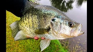 Catching GIANT CRAPPIE Tips For Targeting Big Slabs [upl. by Alliehs497]