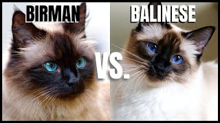 Birman Cat VS Balinese Cat [upl. by Ginder]