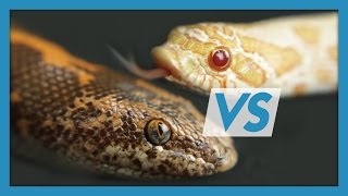 Sand Boas VS Hognose Snakes Which Make Better Pets [upl. by Elleraj359]