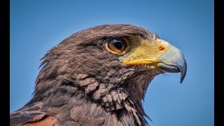 Falconry Intro to Harris Hawks [upl. by Neve]