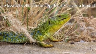 Le lézard ocellé Timon lepidus ex Lacerta lepida [upl. by Luby28]