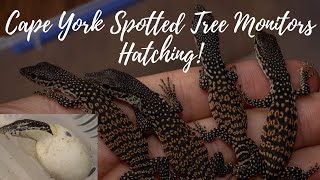 Cape York Spotted Tree Monitors Hatching [upl. by Nwahsav]