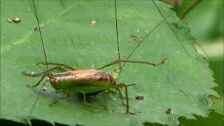 Shortwinged ConeHead mating  Gewoon Spitskopje Conocephalus Dorsalis [upl. by Berke]