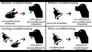 learning classical and operant conditioning [upl. by Muraida]