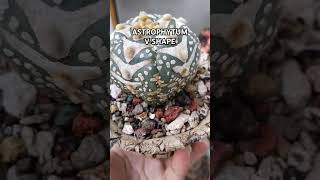 astrophytum cactusandsucculents houseplants videoshorts videoviral [upl. by Yesac]